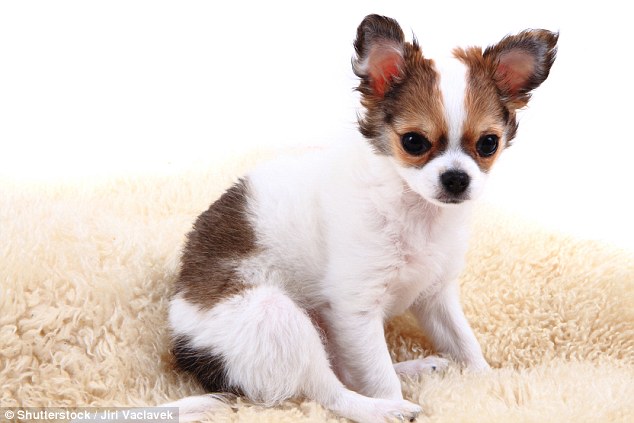 Chihuahuas may be adorably cute but often they falls foul of unethical breeding, where disreputable companies breed dogs with the runt of the litter to make them even smaller, which in turn makes them more desirable