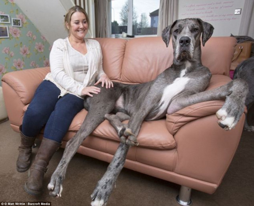 Freddy the Great Dane is officially the world