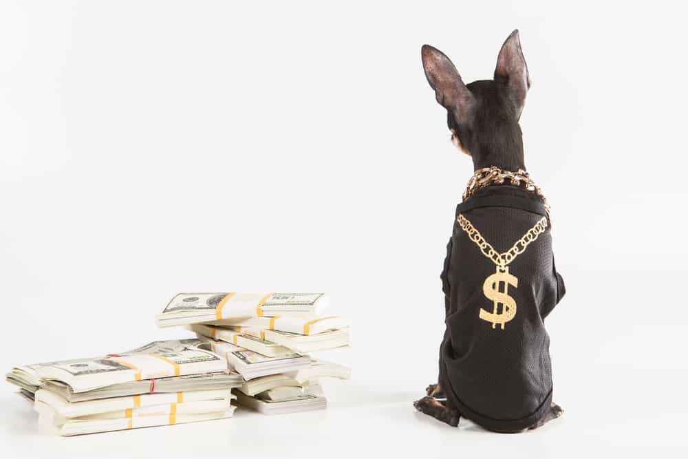 most expensive dog food