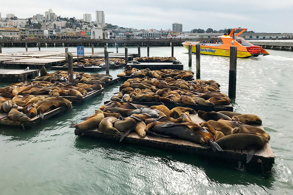 Морские котики отдыхают на набережной в Сан-Франциско, а еще громко кричат и плохо пахнут
