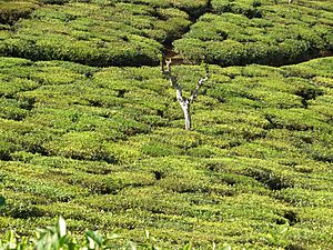 Tea plantation in India02