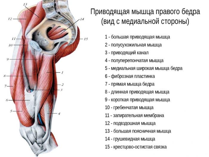 Внутренние мышцы таза
