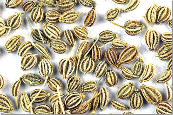 ajowan-seeds-carum-copticum