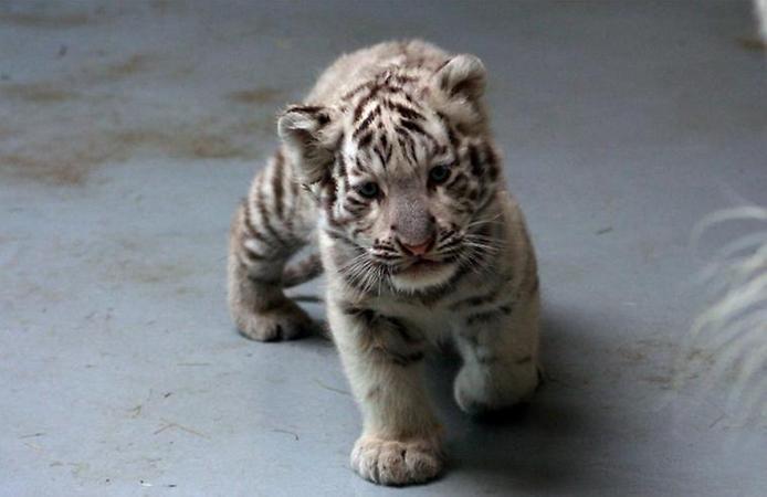 Белый тигрёнок
