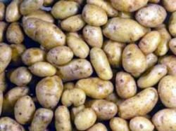 Самый дорогой картофель в мире выращивают на французском острове