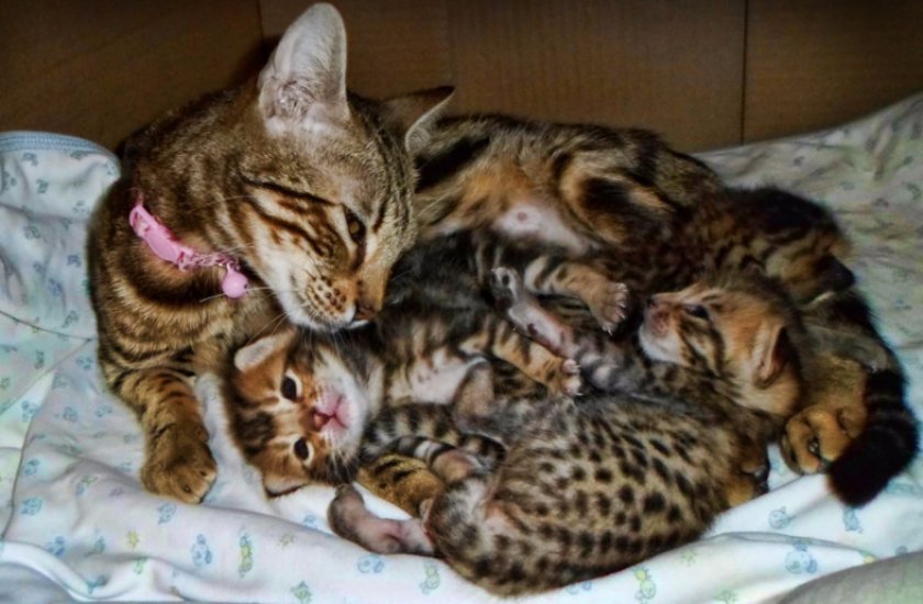 Кошка саванна с котятами