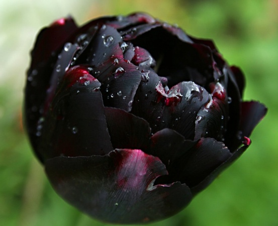 а Самые дорогие цветы в мире черный тюльпан