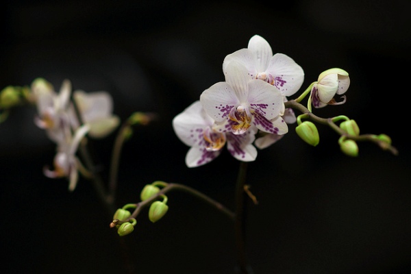 а. орхидея shenzhen nongke 1
