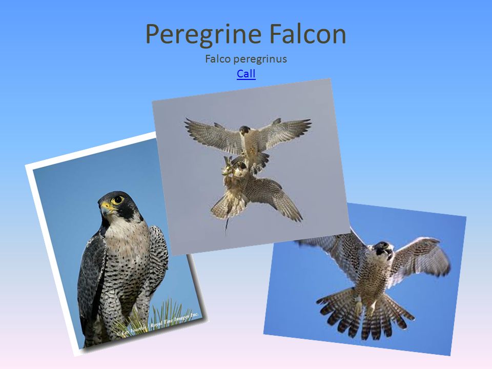 Peregrine Falcon Falco peregrinus Call