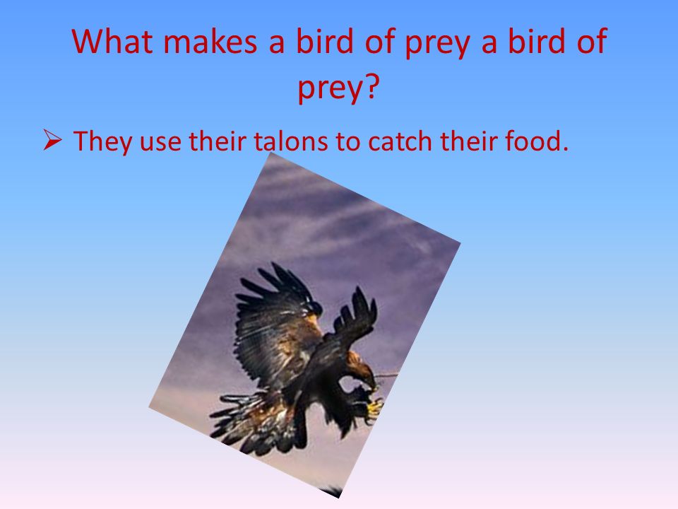 What makes a bird of prey a bird of prey