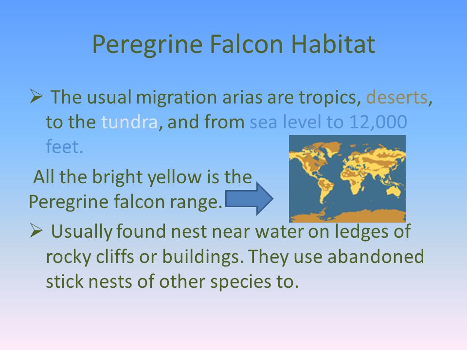 Peregrine Falcon Habitat