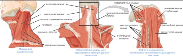 Схема мышц шеи
