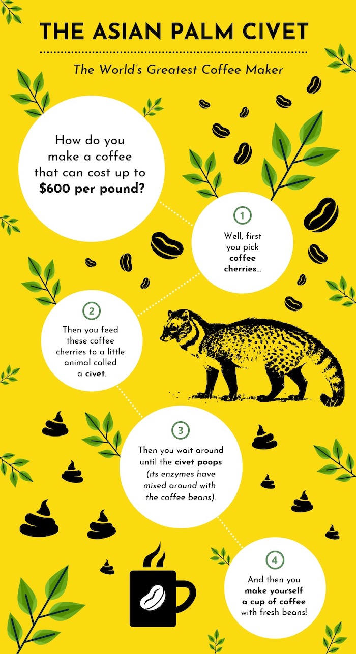Bizarre Animal Facts Process Infographic Template