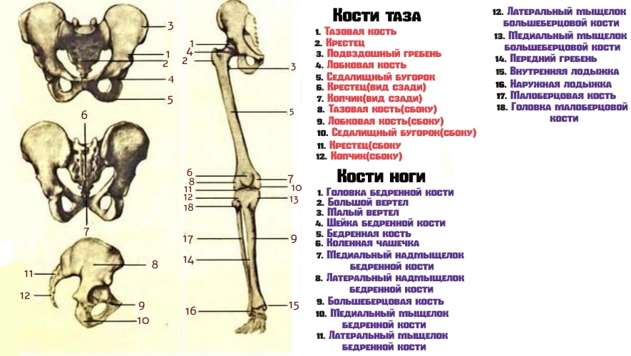  Анатомия скелетных костей нижней конечности