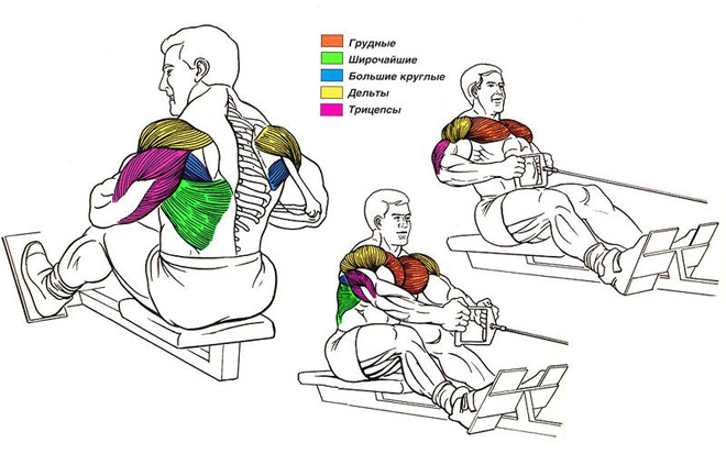 горизонтальная тяга какие мышцы работают