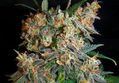 Aurora Indica Feminized Cannabis Seeds