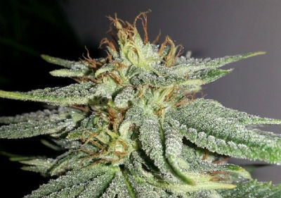 Durban Poison Feminized Cannabis Seeds