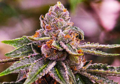 Girl Scout Cookies Feminized Cannabis Seeds