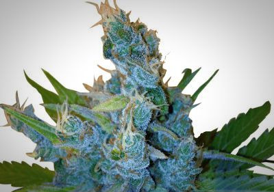 Hay-Z Feminized Cannabis Seeds