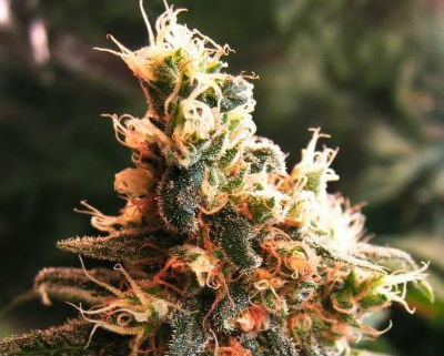 Jock Horror Autoflower-Feminized Cannabis Seeds
