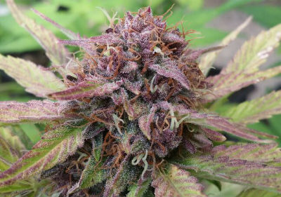 Purple Kush Feminized Cannabis Seeds
