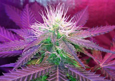 White Widow Feminized Cannabis Seeds