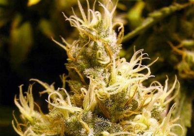 Wonder Woman Feminized Cannabis Seeds