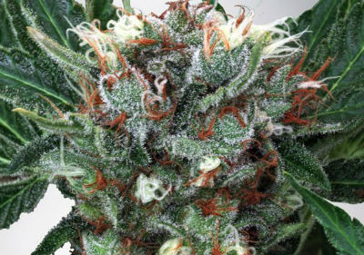 Zensation Feminized Cannabis Seeds
