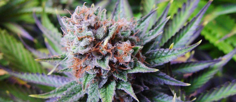 Blue Dream Autoflower-Feminized Marijuana Seeds