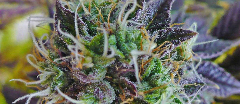 Purple Kush
