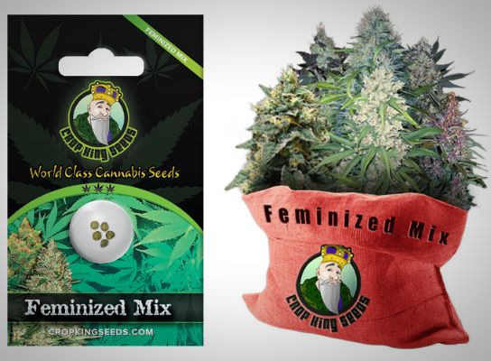 Crop King Seeds Feminized Seeds Mix.