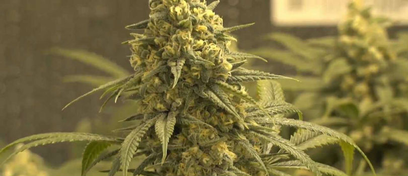 Green Crack Feminized Seeds