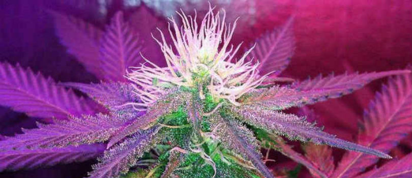 White Widow Feminized Seeds.