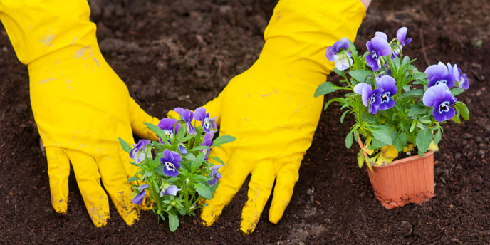 Flower Planting for Community Cleanup