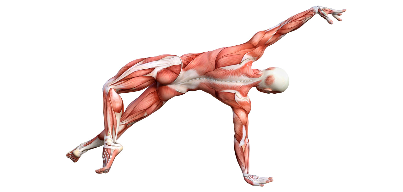 Мышцы кора: фото и анатомическая справка