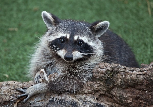 Common Raccoon