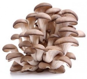 Growing Oyster Mushrooms For Profit