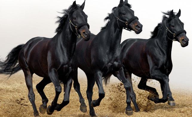 лошади арабской породы цена