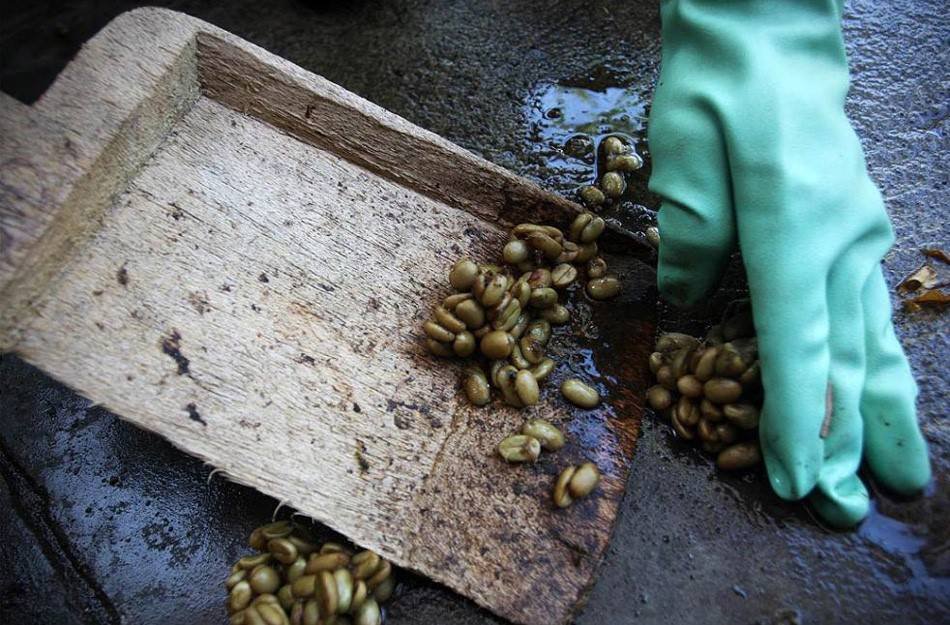 Как делают самый дорогой в мире кофе из экскрементов мусанга